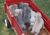 Una carrellata di cuccioli weimaraner argento e blu