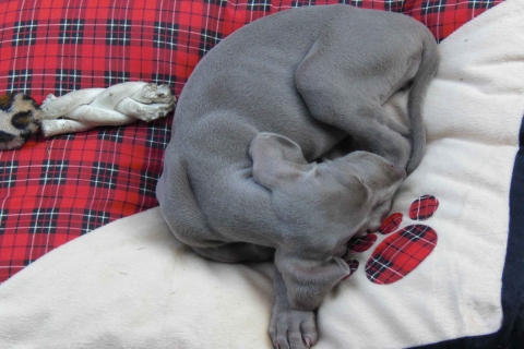 La siesta di un cucciolo weimaraner