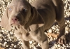 Occhi particolari nel cucciolo weimaraner