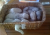 Il weimaraner ama mettersi in evidenza