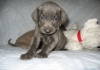 I weimaraner fotogenici sin da piccoli
