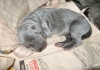 Sin da cucciolo il weimaraner al centro della notizia