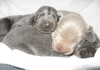 Il tartufo tipicamente nero nel weimaraner blu