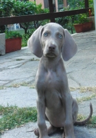 Sin da piccoli i cuccioli weimaraner mostrano il loro fascino