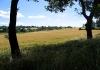 Frazione Castelrinaldi qui nascono i weimaraner