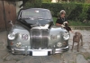 Lo stile e la classe tipiche dei nostri weimaraner