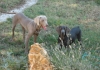 La coppia weims molto affiatata