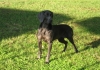 Il tono muscolare tipico del weimaraner blu