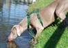 Una weimaraner nel mondo