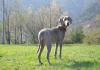 Piccole weim crescono
