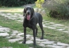 La prima weimaraner blu in Europa