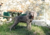 Importante essere una brava weimaraner dentro