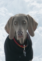Weimaraner segue il padrone ovunque dai monti al mare estate ed inverno