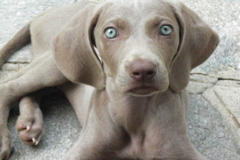 La weim sin da piccola molto fotogenica