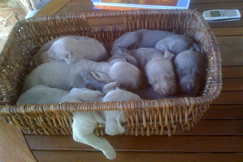 Dove li metti dormono