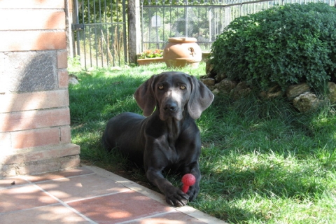 Fondamentale il gioco per un weimaraner specialmente per il suo addestramento