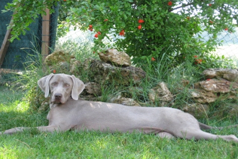 Rimasta con noi ha buone caratteristiche di fattrice weimaraner