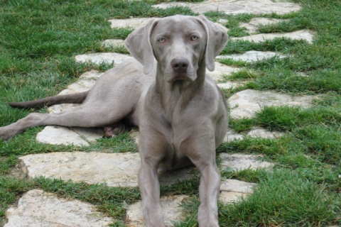Con lei come madre weim solo cuccioli meravigliosi