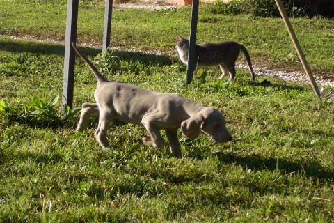 Abituati sin da piccoli i cuccioli weimaraner di origine americana sono molto socievoli anche con i gatti