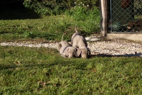 Anche in coppia e sin da piccoli i weim vengono abituati al lavoro di gruppo