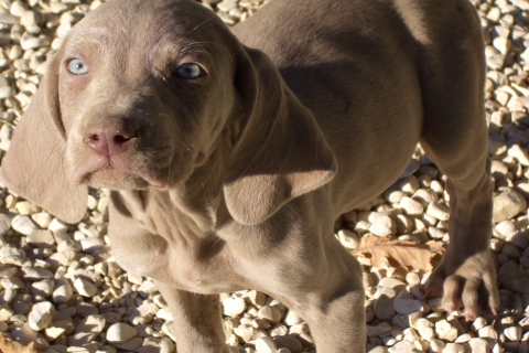 La dolcezza negli occhi di un weimaraner la accompagna tutta la vita