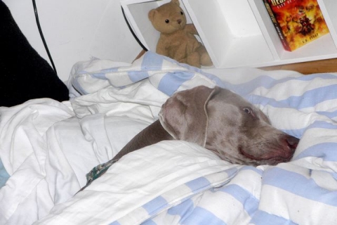 Per ognuno che lavora ce un weim che si riposa